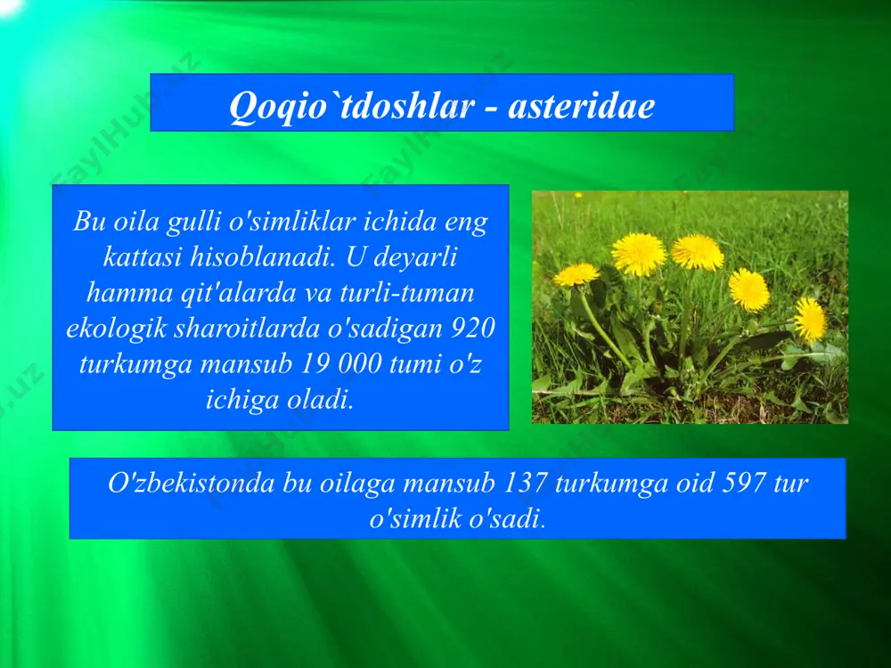 tuklar yoki qiltanoqlar hosil bo'ladi. mazkur o'simtalar mevada qolib, urug'larning shamol vositasida tarqalishida xizmat qi­luvchi uchmalarga yoki qоqilаrgа aylanadi. gultoji tutash tojbargli, to'g'ri уоki qiyshiq, ko'pincha ikkala xil tojli gullar bir to'pgulda joylashadi. qoqio'tdoshlar gulining umumiy formulasi qo’yidagicha: kog(5)ch(5)u(2). o'zbekistonda qoqi turkumiga mansub 26 tur o'simlik o'sadi: qoqilarning mevasi doncha. donchaning uchida sha­molda uchishga moslashgan popukchasi bor. doriyor qoqini uzganingizda undan oq sutga o'xshash shira ajraladi. biroz vaqt o'tgandan so'ng unga barmog'ingizni te­gizsangiz cho'zilib chiqadi. вu esa unda kauchuk (rezina) borligini ko'rsatadi. yozning o'rtasidan boshlab vohalardagi ekinlar orasi­dа, yo'l yoqalari va ariqlar bo'yida zangori sachratqi gullay­di. mingyaproq bo'yimodaron (boshog'riqo't)ni ko'pchilik taniydi. u bo'yimodaron turkumiga mansub, o'rmalovchi il­dizpoyali ko 'р yillik о 'tdir. tog' yonbag'irlarida va etaklarida, soylarda, yo'l yoqala­rida o'sadi. poyasi bir nechta. barglari 3 kаrrа patsimon qir­qilgan, bo'laklari juda ingichka ipsimon. ildiz bo'g'izidagi va gulsiz poyasidagi barglari uzun bandli, gulli poyadagilari esa o'troq. u iyundan boshlab gullaydi. to'pguli savatcha, …