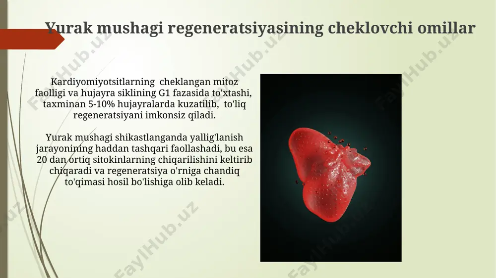 a'minlashga umid bag'ishlaydi, biroq hali klinik sinovlardan o'tmagan. regeneratsiyani rag'batlantiruvchi strategiya va usullar 10-20 mg/kg dozadasida m-stel hujayralari transplantatsiyasi, yurak mushagining regeneratsiyasini kuchaytirish va qalbning funktsional qobiliyatini 15-20% yaxshilashda muhim ahamiyatga ega. yurak mushak hujayralarining o'z-o'zini tiklash qobiliyatini 3-5% ga oshirish uchun, kardiomiyositlarning proliferatsiyasi va differensiatsiyasini rag'batlantiruvchi o'sish omillarini, masalan, vegf va hgf ni qo'llash samarali. xulosa va muhokama yurak mushagining regeneratsiyasi darajasi turli omillarga, jumladan, yoshga, shikastlanish darajasiga va mavjud bo'lgan kasalliklarga bog'liq bo'lib, o'rtacha 1% dan kamroqni tashkil etadi. kardiomiotsitlarning proliferatsiyasi va differensiatsiyasi jarayonlarini kuchaytirish uchun 3 ta asosiy hujayra mexanizmlarini – parp inhibitörlari, mir-21 ning inhibitsiyasi va hif-1α aktivatsiyasi – o'rganish muhimdir. hayvonlar modellarida o'tkazilgan tadqiqotlar yurak mushagining regeneratsiyasi bo'yicha sichqonlar modelida o'tkazilgan tadqiqotlar shuni ko'rsatdiki, gata4 transkripsiya omilining ortiqcha ekspressioni miokard infarktidan keyin yurak funksiyasining 20% ga yaxshilanishiga olib keldi. katta hayvonlar modellarida (masalan, cho'chqalar) o'tkazilgan tadqiqotlar, hujayra terapiyasi yordamida yurak mushagining regeneratsiyasi samaradorligini 15-25% atrofida …