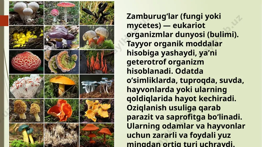ucor, trichothecium, rhizopus va boshqa turkumga mansub baʼzi tur zamburugʻlar urugʻlik materialning mogʻorlashiga sabab boʻlib, ularning unuvchanligini pasaytiradi. koʻpgina mogʻor zamburugʻlar xom ashyoni saqlash davrida paxta tolasi sifatini buzadi. baʼzi turlari isteʼmol qilinadi (jumladan, qoʻziqorin). zamburugʻlarning fermentativ, antibiotik, toksik va parazitlik xususiyatlaridan veterinariyada hamda oʻsimliklarni zararkunanda va kasalliklardan himoya qilishda, shuningdek, yengil sanoatda, oziqovqat va farmatsevtika sanoatida foydalaniladi penicullium va aspergillus turkumiga mansub zamburugʻlardan vitaminlar, antibiotiklar, limon kislota va steroid preparatlar olishda foydalaniladi. achitqi zamburugʻlar vino, non, pivo tayyorlashda ishlatiladi zamburugʻlardan koʻnchilik, toʻqimachilikda va sanoatning boshqa tarmoqlarida qoʻllaniladigan turli xil fermentlar olinadi. dunyoning koʻpgina mamlakatlarida zamburugʻlar ovqatga ishlatiladi; isteʼmol qilinadigan zamburugʻlarning turi 100 dan ortadi. bulardan kuplari qimmatli boʻlib, tarkibida oqsil moddalari, vitaminlar va fermentlar bor. zamburugʻlar, asosan, konservalab (quritib, tuzlab, ziralab) isteʼmol qilinadi. e'tibor uchun raxmat !!! image1.jpeg image2.jpeg image3.jpeg image4.jpeg image5.jpeg image6.jpeg image7.jpeg image8.jpeg image9.jpeg image10.jpeg