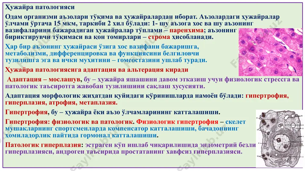 узилишлар, моддалар алмашинуви бузилиши. қайтар шикастланишнинг морфологияси – ҳужайрада энергетик захиранинг камайиши, ионлар концентрациясининг бузилиши, сув шимилишидан шиш ривожланиши. қайтмас шикастланиш, бу – ҳужайранинг ўлими, яъни некроз ҳисобланади. некроз – тирик организмда тўқима ва аъзо бир қисмининг нобуд бўлиши. ҳужайра ўлими цитолеммасининг шикастланишидан бошланади, натижада интра- ва экстрацеллюляр натрий ва калий мувозанати бузилиб, ҳужайра ичига низкомолекуляр анионлар ва катионлар киради ва ҳужайра ичи осмотик босим ошиб, шиш ривожланади. кейин ҳужайра ичида рибонуклеаза ва дезоксирибонуклеаза фаоллашиб, нуклеотидлардан фосфат гуруҳининг ажралишига, деполимеризацияга олиб келади. натижада кариопикноз, кариорексис, кариолизис юз беради. цитоплазмада оқсилларнинг денатурацияси ва коагуляцияси ривожланади. некроз морфологияси – ҳужайра ядроси йўқолиб, цитоплазма оқсиллари денатурация ва коагуляцияланиб, эозин билан тўқ бўялади, вакуолизация пайдо бўлади. некроз жараёнининг даврлари: 1) паранекроз – некрозга яқин қайтар жараён; 2) некробиоз – қайтмас дистрофик жараён; 3) аутолиз – ўз лизосомал ферментлари таъсирида ҳужайра ва тўқиманинг нобуд бўлиши. 4) апоптоз – ҳужайранинг генли дастурланган нобуд бўлиши. сабаблари бўйича …
