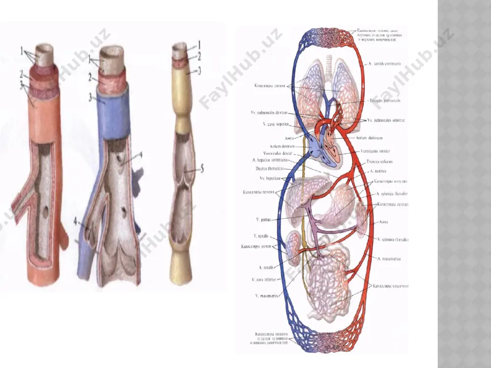 arteriyasining egatida yotadi va o‘ng toj arteriyasi bilan anastomozlashadi. oldingi qorinchalararo tarmoq o‘z nomidagi egat bo‘ylab yurak uchiga yo‘naladi va orqadagi qorinchalararo tarmoq bilan anastomozlashadi. venalari yurak venalari son jihatidan arteriyalarga nisbatan ko‘p. ulaming asosiylari yig‘ilib, bitta umumiy yurak toj venalarining kengaymasi - toj sinusini (sinus coronarius) hosil qilib, o‘ng bo‘lmachaga ochiladi. toj sinusiga beshta vena:1) yurakning katta venasi (v. cardiaca magna); 2) yurakning o‘rta venasi (v. cardiaca media); 3) yurakning kichik venasi (v. cardiaca parva); 4) chap qorinchaning orqa venalari (w. ventriculi sinistri posteriores); 5) chap bo‘lmachaning qiyshiq venasi (v. obliqua atria sinistri) quyiladi. toj sinusga quyuluvchi venalardan tashqari yurakda to‘g‘ri o‘ng bo‘lmachaga quyuluvchi venalar ham bor. bularga o‘ng qorinchaning oldingi devoridan qon yig‘uvchi o‘ng qorinchaning oldingi venalari(vv. ventriculi dextri anteriores) va 20-30 ta yurakning eng kichik(tebeziev) venalari (vv. cardiacae minimae) kiradi. yurak o’tkazuvchi tizimi (complexus stimulans cordis).yurak miokardining ritmik ravishda qisqarishini uning o‘tkazuv tizimi boshqarib turadi yurakning o‘tkazuv …