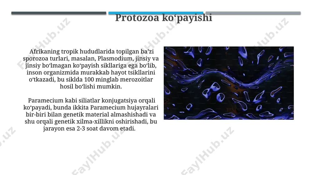 protozoalar - Page 3
