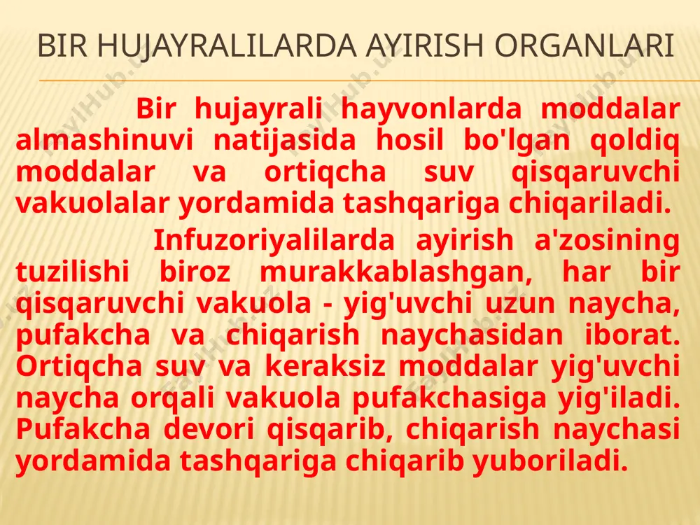yagona buyragi tuzilishi yomg‘ir chuvalchangi ayirish organiga o‘xshaydi. buyrakning voronkasimon kengaygan uchi yurakoldi bo‘lmasiga, ikkinchi uchi esa mantiya chetiga ochiladi. bo`g`imoyoqlilarda ayirish organlari qisqichbaqasimonlarda ayirish organlari evolyutsiyasi umurtqasiz hayvonlar ichida yuksak tuzilishga ega bo'lgan bo'g'imoyoqlilar tipining vakillarida ayirish sistemasi har bir sinf uchun o'ziga xos tuzilishga ega. masalan, qisqichbaqasimonlarda ayirish bir juft yashil bez va ularning naychalaridan iborat. bezlarning pufaksimon kengaygan uchi tana bo'shlig'ida joylashadi. naychalar esa kalta mo'ylovlar asosida tashqariga ochiladi. yashil bezlar: 1 - yashil bezcha; 2 - kalavasimon kanal; 3 - siydik pufagi. o`rgimchaksimonlar va hasharotlarda ayirish organlari o'rgimchaksimonlar ayirish sistemasi bir juft shoxlangan malpigi naychalaridan iborat. malpigi naychalari ichak bo'shlig'iga ochiladi. ayirish mahsulotlari kristall holda orqa ichak orqali tashqariga chiqariladi. bu o'rgimchaklarda suvni tejab sarflashiga yordam beradi. hasharotlarda ayirish sistemasi malpigi naychalaridan iborat. malpigi naylari: 1 - o'rta ichak; 2 - malpigi naychalari; 3 - orqa ichak; 4 - to'g'ri ichak bo`g`imoyoqlilarda ayirish organlari shunday qilib, …