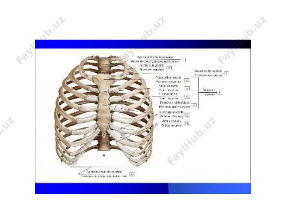 omirtqa, qabirg'a ham tos suyegining birigiwi - Page 3