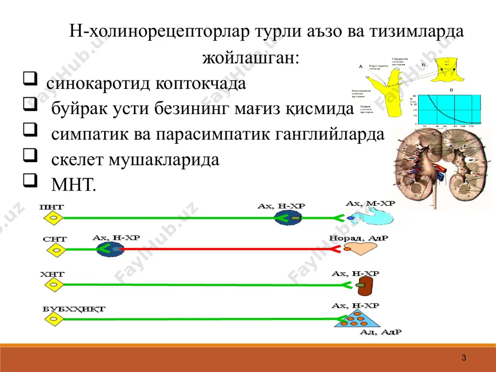 ўлланилади. 16 никоретте никотин(nicotine) сақич: № 30, 105 2 мг - 4 мг мит тез сурилади, cmax плазмада 25-30 мин кичик дозада. 1 соатдан сунг 10 мг/кг вазнга кура. фармакодинамика: ахэ ни қайтар ингибирлайди, нерв мушаклар синапсига импульслар утказувчанлигини кучайтиради. мнт калий каналлари блокадасини кучайтириб нерв мушак утказувчанлигини кайта тиклайди. гэб дан яхши утади (седатив) нохуш таъсири : бош айланиш, брадикардия, гиперсаливация, кунгил айниши, кичишиш ишлатилиши: катталарда периферик нерв тизими бульбар параличи ва парезларда мнт органик жарохатида, ичак атониясида, ми ярасида,тиреотоксикозда, юқт касалликларида эхтиет булиб тавсия килинади 17 н-холинорецепторларни блокловчи воситалар (н-холиноблокаторлар) 17 18 ганглиоблокаторлар таъсир механизми: ах таъсирида постсинаптик мембрана ларнинг деполяризацияланишига тўс қинлиқ қилади; вегетатив нерв системасининг ганглий ларида қўзғалиш импульсларининг ўтишига тўсқинлик қиладилар; буйрак усти безининг мия қисми ва синокаротид коптокчаларда жойлашган н-холинорецепторларни блоклайдилар. 19 20 1- таснифи (кимёвий тузилишига кўра) : 1.бис-тўртламчи аммонийли бирикмалар гексаметоний бензосульфонат (бензогексоний) азаметоний бромид (пентамин) трепирий йодид (гигроний) 2. учламчи аминлар …
