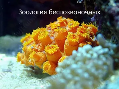 зоология беспозвоночных — PPT