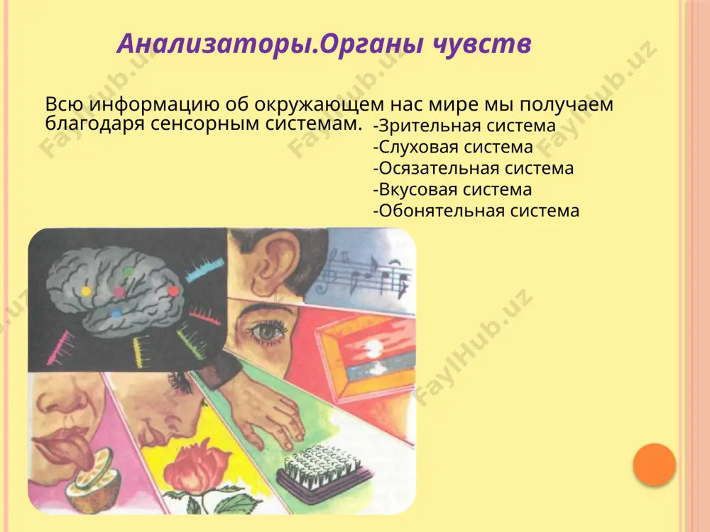 и полушарий большого мозга. обработка зрительной информации в зрительном анализаторе начинается на сетчатке. наружные сегменты палочек и колбочек имеют вид расположенных в виде столбиков мембранных дисков мембранных дисков. эти диски образованы складками плазматической мембраны и содержат молекулы светочувствительных пигментов: в палочках - родопсин, в колбочках йодопсин. палочки не способны различать цвета, они используются в основном в сумеречном, ночном зрении для распознавания предметов по их форме и освещенности. колбочки выполняют свои функции в дневное время и необходимы для цветного зрения. в соответствии с особенностями строения и химического состава одни колбочки воспринимают синий цвет, другие красный, третьи - зеленый, т.е. определенные виды колбочек воспринимают световые волны разной длины. бинокулярное зрение зрение двумя глазами дает возможность воспринимать объемное изображение предметов, глубину их расположения, оценивать расстояние, на котором они находятся. при рассмотрении предмета правый глаз видит его справа, левый - слева. в то же время человек воспринимает эти два изображения как одно, только рельефное. …