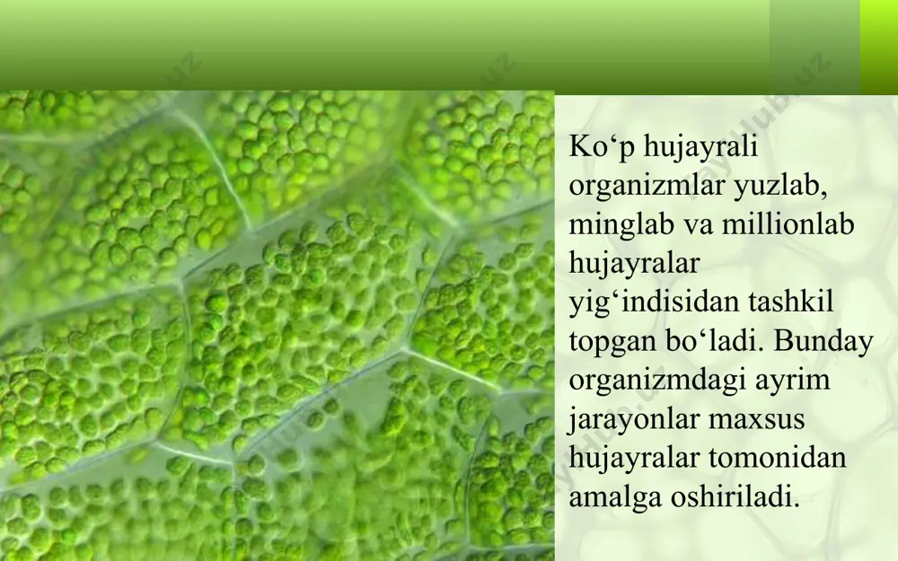hujayra va uning tarkibiy qismlari. 5 - sinf - Page 4