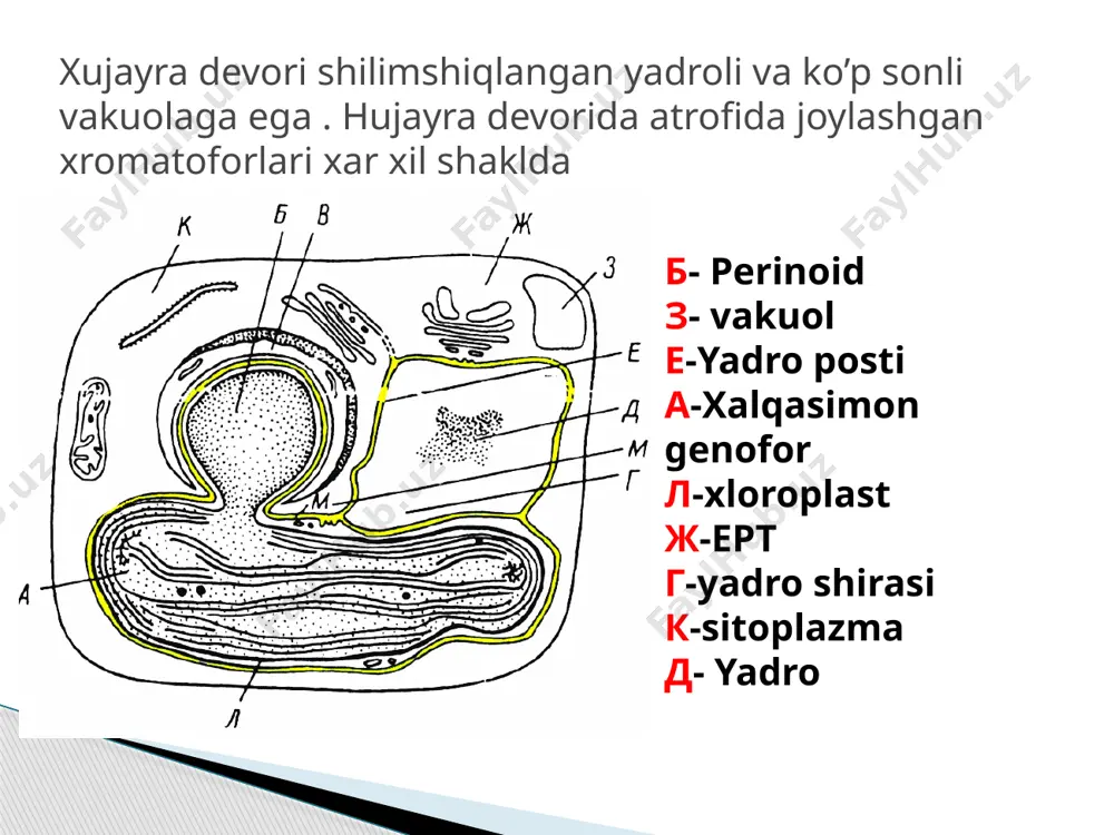 suv o’tlari biotexnologiyasi - Page 5