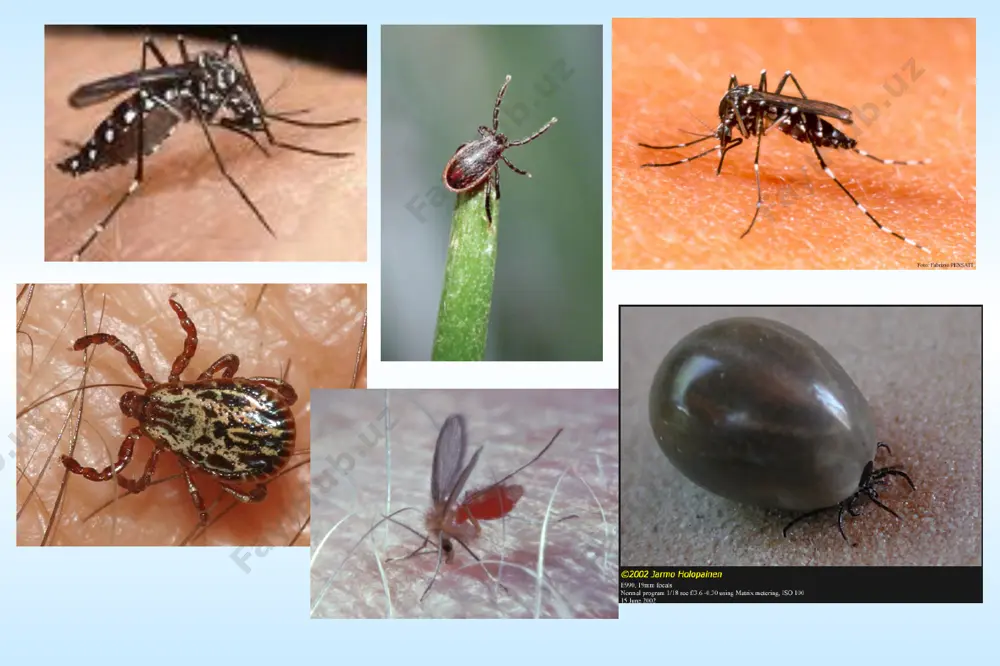 d to infect nerve cells. in natural infection of birds and mammals (and in experimental parenteral injection of the virus into animals), an inapparent infection develops in a majority. however, for several days there is viremia, and arthropod vectors acquire the virus by sucking blood during this period—the first step in its dissemination to other hosts. principal medically important alphaviruses virus antigenic clinical syndrome vector host distribution eastern equine encephalitis encephalitis (eee) mosquito birds americas western equine encephalitis encephalitis (wee) mosquito birds north america venezuelan equine encephalitis febrile illness, encephalitis (vee) mosquito rodents, horses americas principal medically important alphaviruses virus antigenic clinical syndrome vector host distribution chikunguny (chik) africa febrile illness, rash, arthralgia mosquito primates, humans india, southeast asia o’nyong-nyong (onn) febrile illness, rash, arthralgia mosquito primates africa sindbis (sin) febrile illness, rash, arthralgia mosquito birds nothern europe, africa, asia, australia semliki forest febrile illness, rare encephalitis mosquito birds africa …