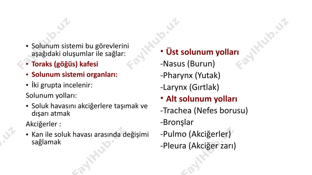 solunum sistemi - Page 5