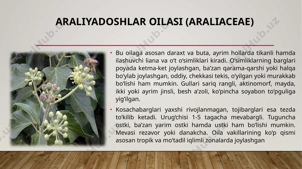 ildizi oʻq ildiz, yoʻgʻon, poyasi koʻp qirrali, boʻgʻimli, yuqori qismi kamshox. ildiz oldi barglari uzun bandli, barg plastinkasining tubi oʻqsimon (nayzasimon), uchburchak-tuxumsimon yoki keng nashtarsimon, poyasidagisi choʻziq-nashtarsimon, poya boʻgʻimlarida ketma-ket oʻrnashgan. gullari bir jinsli, mayda, toʻpguli roʻvaksimon. may oyidan sentabrgacha gullab urugʻlaydi. mevasi 3 qirrali yongʻoqcha. o. nam yerlarda, oʻtloqlarda, togʻ yonbagʻirlarida oʻsadi. tibbiyotda dorivor o., mayda bargli o. yoki shovul va oddiy otquloqdan foydalaniladi. o. s, v va boshqa vitaminlarga boy boʻlganligi sababli ovqatga ishlatiladi. otquloq va chinor barg sathi katta oʻsimliklar hisoblanadi.[1] torondoshlar torondoshlar (polygonaceae) -ikki urugʻpallalilar sinfiga mansub oʻt, buta va yarimbuta oʻsimliklar oilasi. barglari ketma-ket oʻrnashgan, tekis qirrali. gullari, asosan, ikki, baʼzan, bir jinsli, mayda, toʻpguli shingilsimon, boshoqsimon. gulqoʻrgʻoni 3—6 boʻlakchali bir yoki ikki qavat. changchisi 3—9 ta, urugʻchisi 2—4 ustunchali. mevasi — uch qirrali yongʻoqcha. 30—35 turkumi, 1000 turi maʼlum. oʻrta osiyoda 7 turkumi bor. hammasining tarkibida tannin mavjud (mas., toron, otquloq va rovoch). adabiyotlar …