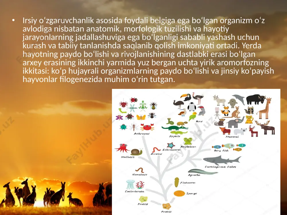 sida paydo bo‘lganligini qayd etadi. yassi chuvalchanglar ikki tomonlama simmetriyali hayvonlar orasida eng sodda tuzilgan. to‘qima va organlarining rivojlanganligi ularning tuban ko‘p hujayralilarga nisbatan yuksak tuzilganligini ko‘rsatadi. ularda hazm qilish, ayirish, nerv, jinsiy sistemalarning paydo bo‘lishi yirik aromorfozlardan hisoblanadi. to‘garak chuvalchanglar tana bo‘shlig‘i, o‘rta va orqa ichagi, anal teshigining rivojlanganligi bilan yassi chuvalchanglardan farq qiladi. to‘garak chuvalchanglarning tuban tuzilgan guruhlarida kipriklarining bo‘lishi ularni kirpikli yassi chuvalchanglardan kelib chiqqanligini ko‘rsatadi. yassi chuvalchanglar suv tubida faol o‘rmalab hayot kechirishga o‘tgan. natijada tabiiy tanlanish ta’sirida ular tanasida faol va xilma-xil harakatlanishga yordam beradigan halqalar va harakat organlari shakllangan. nerv sistemasining tuzilishi murakkab, bir juft halqum usti va halqum osti nerv tugunlari, halqum atrofi nerv halqasi hamda qorin nerv zanjiridan tashkil topgan. xordali hayvonlarda yuz bergan evolutsion o‘zgarishlar. xordalilar orasida lansetnik eng tuban tuzilgan bo‘lib, uning ayirish organlari tananing ikki yoni bo‘ylab juft-juft joylashganligi, bosh miyasining rivojlanmaganligi, qon aylanish sistemasining tuzilishi va yuragining bo‘lmasligi …