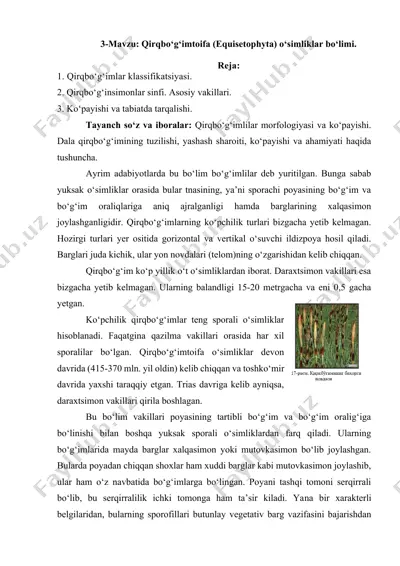 qirqbo‘g‘imtoifa (equisetophyta) o‘simliklar bo‘limi — DOCX