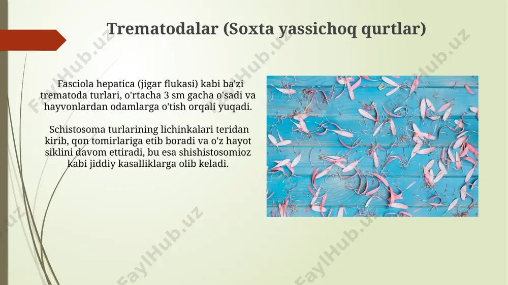 yassı chuvalchanglar - Page 4