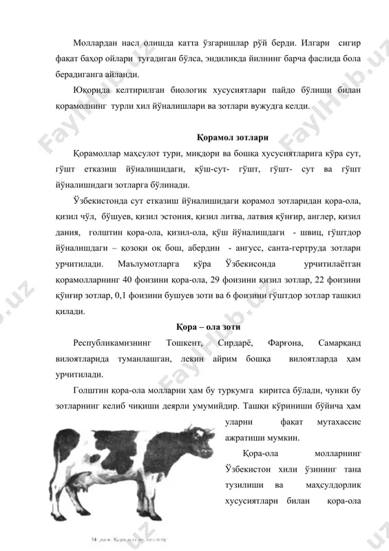 илган ва маҳаллий зебусимон молларнинг маҳсулдорлигини кўпайтирида ижобий таъсир кўрсатган. ҳозирги пайтда ҳам республика вилоятларида кенг тарқалган зот. туси қизил. бу зотли сигирнинг маҳсулдорлиги қора-ола зотига қараганда камдир. қизил чўл зотли мол кескин континентал иқлимга яхшироқ мослашган, касалликларга чидамлироқ, сақлаш шароитига унчалик талабчан эмас. шунинг учун бу зотли моллар республикамизнинг хоразм, қашқадарё, бухоро, навоий вилоятлари ҳамда қорақалпо-ғистонда туманлашган. ўртача сут соғими ёғлилиги 3,7-3,8% ли, 2800-3000 кг. сермаҳсул сигирлардан йилига ёғлилиги 3,7-3,8% ли 5-6 килограмм сут соғиб олинади. янги туғилган бузоқларнинг тирик вазни 28-30 кг, 6 ойлигида 145-155 кг. сигирларнинг тирик вазни 450-500 кг, буқаларники 800-900 кг га тенг, сўйим чиқими 54-55%. қизил чўл зотли молларнинг гўшт маҳсулдорлиги қониқарли даражада. жадал боқилган новвосларнинг кунлик ўсиши 800-900 граммга тенг. хоразм вилояти хўжаликларида юқори меъёрда боқилган қизил чўл зотли новвосларнинг тирик вазни 23 ойлигида 528 килограммга етган ва сўим чиқими 57,5 фоизни такшил қилган. қизил чўл зотли молларни маҳсулдорлигини, елинининг морфо- функционал хусусиятларини …