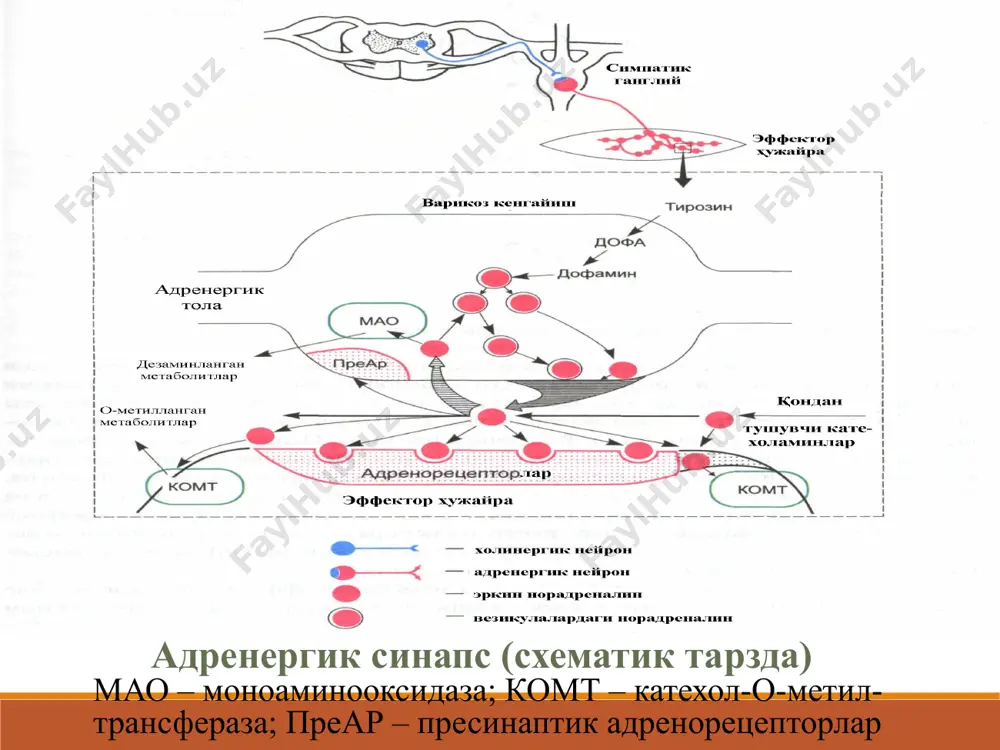 дреналин(0,1%-1мл. амп п/к) буйрак усти безининг мия кисмидаги хромафин хужайраларида ажраладиган гормон, табиий ва синтетик йул билан олинади. физиологик концентрацияларида факат β-адренорецепторларни кузгатади, катта концентрацияларда α адренорецепторларни хам қўзгатади. юракнинг қисқаришларнинг сони ва кучи ортади (юракнинг минутли ва систолик хажми ортади), а/д кутарилади куз корачиғи кенгаяди лекин кузнинг ички босими ошмайди (чунки томирлар тораяди ва суюклик ишлаб чикиш пасаяди) бронхларнинг силлик мушаклари бушашади. митнинг сфинктерлари тонуси ошади лекин аъзолар тонуси ва харакати пасаяди тавсия этилади: анафилактик шок (бронх.кенгай тириш, а/д кутариш) бронхиал астма хуружларида гипогликемик комада махаллий анестезияда очик бурчакли глаукомада кўз қорачиғини кенгайтириш учун. юрак тухтаб колганда (интеракардиал) адреналин юрак қоринчалари экстросистолиясига олиб келиши мумкин (айникса миокардни унга сезгирлигини оширувчи моддалар таъсирида фторатан, циклопропан) норадреналина гидротартрат (-0,2%-1мл.) α- β адр ни (β-2 кучсизрок) бевосита қўзғатади. қон босими кучли, бир неча минут ошади (чунки тери, шиллик каватлари, мит аъзоларини, буйрак кон томирларини торайтириб уларнинг умумий переферик каршилигини оширади) β-2 адрни …