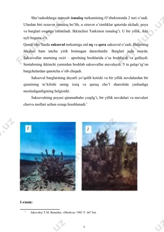 alak, sag’an, izen, baliqko’z, sho’rak, quyonjun, donasho’r turkumlariga oid o’simliklarni tuyalar va qorako’l qo’ylari kuzda ishtaha bilan yeydi. jzen, chtfgon va keyreukni madaniy yem-xashak o’simtiklari qatoriga kiritish ustida o’zbekiston fanlar akademiyasining «botanika» [footnoteref:2]ilmiy-ishlab chiqarish markazida ilmiy tekshirish ishlari olib borilmoqda. cherkezning bargi va mevasidan olinadigan dori tibbiyotda qon bosimini pasaytirish uchun ishlatiladi. itsigakdan olinadigan zaharli modda – anabazin qishloq xo’jaligiga zarar keltiruvchi hashoratlarga qarshi kurashda qo’llanadi. [2: pratov o.p. o’zbekiston yuksak o’simliklar, oilari, zamonaviy tizimi va o’zbekcha nomlari. «toshkent» 1995 y. 396 bet] o’zbekistonda sho’radoshlar oilasiga mansub 44 turkumga oid 200 ga yaqin tur o’sadi. bu oilaga mansub 8 ta tur respublika qizil kitobiga kiritilgan. lavlagi avlodi (beta). bu avlod vakillari bir yillik va ko`p yillik o`t o`simliklardir. ularning 10 turi ma`lum bo`lib, kavkazda, eronda, o`rta dengiz bo`ylarida yovvoyi xolda o`sadi. oddiy lavlagi-(b.rsulgaris). bu ikki yilik o`simlik bo`lib, birinchi yili urug`dan uzun bandli, yirik qizilroq rangli to`pbarglar va oziq moddalarga …