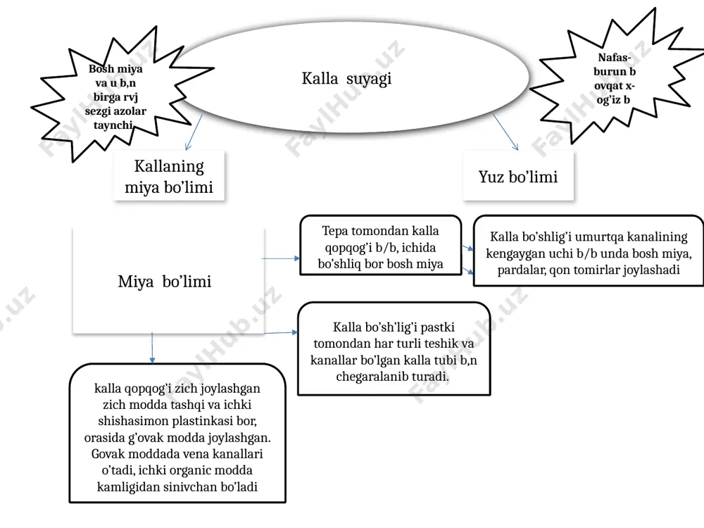 ali, sirti gumbazsimon bo’rtb chiqqan. peshona suyak bitta b/b, kalla qopqog’ining oldingi qismini tashkil qiladi va sezgi azolari(korsh, xid bilish) b,n uzviy bog’langan. peshona suyagi vertical joylashgan palla qism va gorizantal bolakka ajraladi. gorizantal bolak 1 juft ko’z kosasi va burun bolagidan tash t peshona suyagining koz kosasi, ortasida galvr suyak j,dgan o’yma b,n ajralgan, bu suyakning burn bolagida burn boshligiga ochiladgan kovaklari bor peshona suyagining pallasi ko’z kosasi qismidan bir juft ko’z kosasining ustidagi chekkasi b,n chegaralanib turadi. undan teparoqda qosh usti ravog’i bor, lateral tomonda yanoq suyagi bmn birlashadigan o’siq bor. g’alvir suyak yuz suyaklari orasida markziy o’rinda turadi, burun bo’shligining peshona suyagi o’ymasida j,gan kalla suyagini tubini hosil qilishda qatnashadi. g’-suyak, kallada ko’z kosasining medial devorini h.l qilshdaham qatnashadi. g’-simon plastinkalarning juda ko’p teshikchalari b/b, hid bilsh nervi tolalari o’tadi. plastinkaning qoq o’rtasida xoroz tojga oxshash o’siq kornb turadi, b.miyaning qattiq pardasi shu tojga yopishadi. g’-suyakning perpendikulyar …