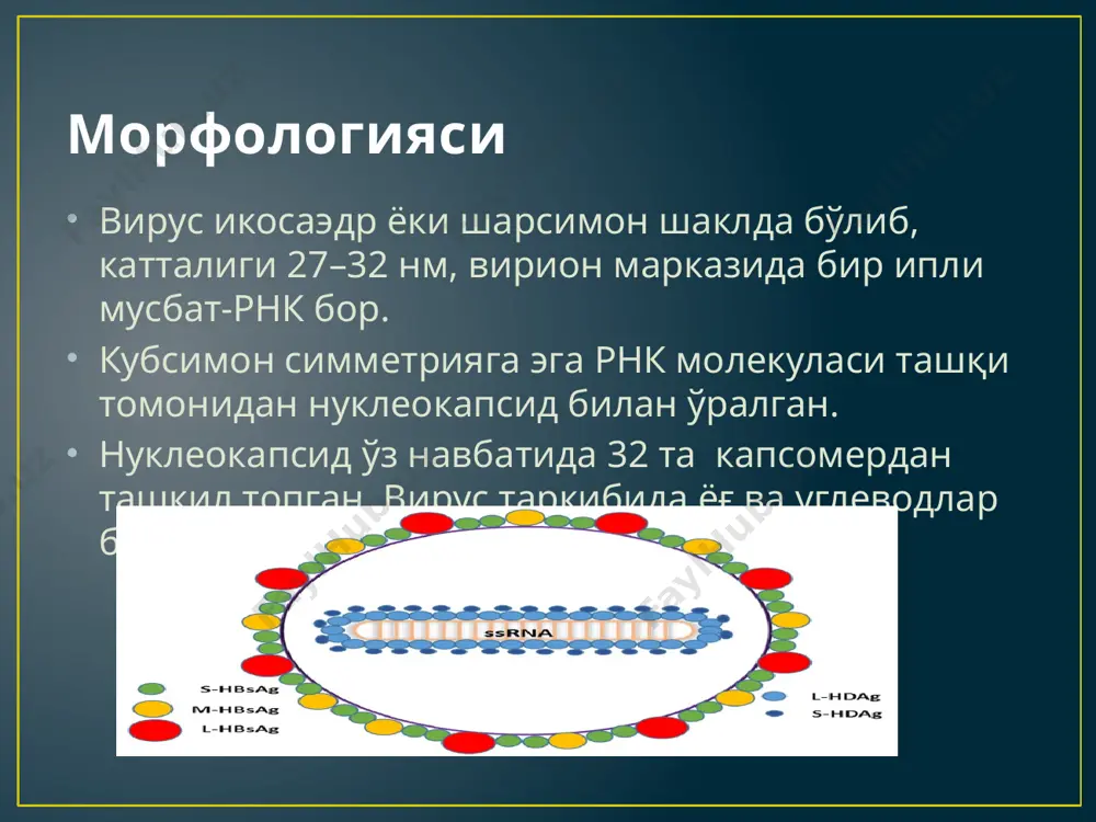 ланади. чидамлилиги гепатит в вируси ташқи муҳит омилларига чидамли, 600с қиздирилганда бир неча соатда, қайнатилганда 15–20 дақиқадансўнг ўз фаоллигини йўқотади. қон плазмасига уб нур таъсир эттирилганда ва –200с да сақланганда вирус юқиш ва антигенлик хоссаларини сақлаб қолади. дезинфекцияловчи моддалар (формалин, хлорамин, фенол, эфир ва бошқалар) таъсирига чидамли. ҳайвонларга нисбатан патогенлиги гепатит в вируси шимпанзе маймунлари орасида кенг тарқалган бўлиб, улардан 25% да hbs-антигенга қарши hbs-антителолар борлиги аниқланган. гепатит в вирусининг барча серотиплари узоқ адаптация натижасида шимпанзеда касалликнинг сариқсиз енгил шаклларини қўзғатади. одамлардаги патогенези гепатит в нинг манбаи бемор ва вирус ташиб юрувчилар ҳисобланади. ер шарида 500 млн. дан ортиқ вирус ташиб юрувчилар бор. вирус, асосан, парентерал йўл билан, яхши стерилланмаган тиббиёт асбоблари (шприц, игна, скальпель тиш даволашда ишлатиладиган асбоблар ва бошқалар) ҳамда жинсий алоқа орқали юқади. одам учун 0,001 мл плазма ёки қон юқумли миқдор ҳисобланади. вирус одам организмидаги барча биологик суюқликларда бўлади, шунинг учун онадан болага йўлдош орқали, кўкрак …