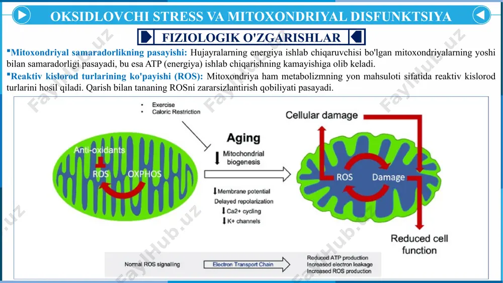 ormon ishlab chiqarishning kamayishi: o'sish gormoni (gh), testosteron, estrogen va qalqonsimon bez gormonlari kabi asosiy gormonlar yoshi bilan kamayadi. insulin qarshiligi: qarish insulin sezuvchanligining pasayishiga olib keladi, bu esa glyukoza metabolizmiga ta'sir qiladi. 2-toifa qandli diabet: insulin qarshiligi me’da osti bezi faoliyatining buzilishi bilan birgalikda qariyalarda 2-toifa diabet rivojlanish xavfini oshiradi. hipotiroidizm: qalqonsimon bez funktsiyasi pasayishi mumkin, bu esa charchoq, vazn ortishi va kognitiv pasayish kabi belgilarga olib keladi. gormonlar bilan bog'liq saratonlar: jinsiy gormonlar (estrogen va testosteron) kamayishi gormonga bog'liq saraton (masalan, ko'krak, prostata saratoni) xavfining oshishi bilan bog'liq. organlar sistemasida yuz beradigon o’zgarishlar nafas olish tizimi fiziologik o'zgarishlar patofiziologik o'zgarishlar o'pka egiluvchanligining pasayishi: o'pka to'qimalarida elastik orqaga qaytish qobiliyatining yo'qolishi o'pka sig'imining pasayishiga va gaz almashinuvining buzilishiga olib keladi. nafas olish mushaklarining zaiflashishi: yoshga bog'liq mushaklarning yo'qolishi diafragma va qovurg'alararo mushaklarga ham ta'sir qiladi va nafas olish samaradorligini pasaytiradi. o'pkaning surunkali obstruktiv kasalligi (koah): uzoq muddatli chekish yoki …