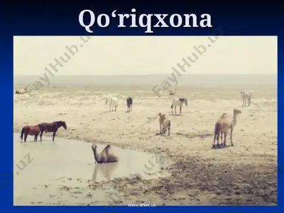 qo‘riqxona — PPT