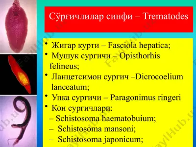 so'rg'ichlilar sinfi-trematodes — PPTX