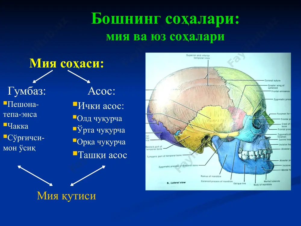 вентрикулоатриал шунт вентрикулоокципитал шунт бош мия пардалари ва улар орасидаги бўшлиқлар эпидурал бўшлиқ мия қаттиқ пардаси субдурал бўшлиқ тўрсимон парда субарахноидал бўшлиқ юмшоқ (томирли) парда гўдак мияси унинг тана вазнининг 1/8 қисмини, катталарда эса – 1/40 қисмини ташкил этади болалар калласининг хусусиятлари болалар калласининг хусусиятлари суяклар (алоҳида-алоҳида) ўзаро битишмаган лиқилдоқлар мавжудлиги – 1-1,5 ёшда битади (акс ҳолда - краниостеноз) суяк 1 кават – суяк-фиброз асосдан иборат (3 қаватли тузилиш 3-12 ёшда шаклланади) ички шишасимон ва диплоэ суяк қаватлари ҳамда диплоэтик веналар бўлмайди калла қопламларидаги ва бош миядаги қон томирлар ўзаро анастомозлашмайди калла териси ости клетчаткаси ҳам ғовак (йиринг тарқалиши) краниостенозда операция – 2-ёқлама дарчали краниотомия (а.а.арендт) калла бўшлиғидан вена қонининг оқиб кетиши бошнинг мия қисмининг вена тизими қопловчи қаватдаги веналар эмиссар веналар диплоэтик веналар эмиссар веналар веноз синуслар юз веналари: -юза -чуқур бош мия юза веналари бош мия чуқур веналари мия қисмининг вена тизими v.facialis v.angularis v.оphthalmica superior v.оphthalmica inferior …