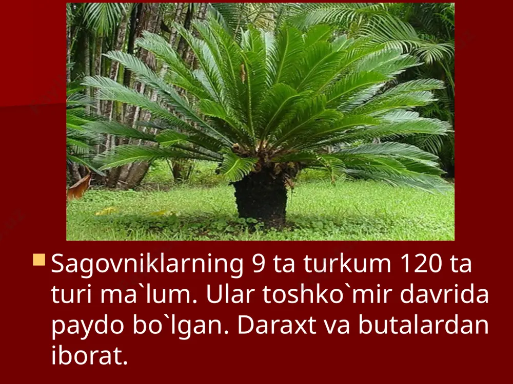 ochiq urug`lilar bo`limi - Page 2