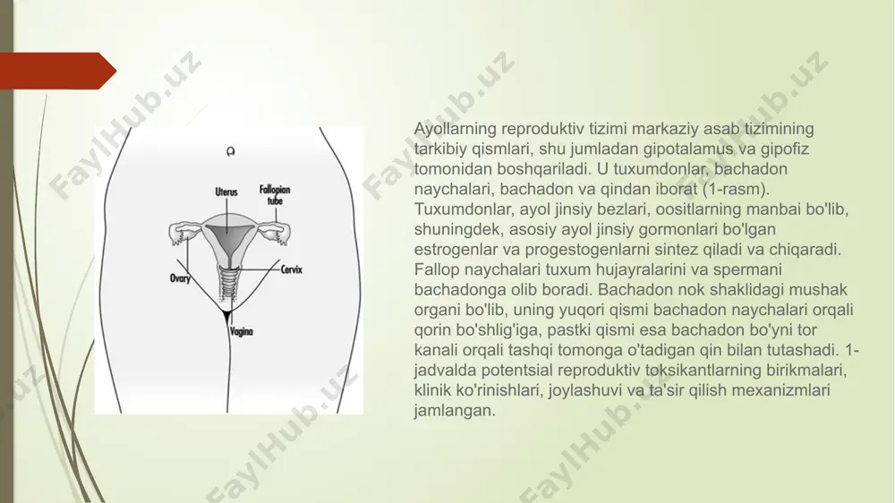 yda hayzga tayyorlanadi; bunda bachadonning yuza joylashgan shilliq qavati markaziy nerv sistemasi hamda gipofiz va tuxumdondan ajralgan gormonlar (follikulin, progesteron) taʼsirida qalinlashadi, har oyda bir marta koʻchib, qon bilan ajraladi. bachadon boʻshligʻi uchburchak shaklda boʻlib, uni katta-kichik bir necha boylam va chanoq tubining muskullari oʻz oʻrnida ushlab turadi. bachadon boʻynining ichki yuzasi shilliq qavat burmalaridan iborat boʻlib, silindrsimon epiteliy bilan qoplangan; boʻyin devoridagi bezlar sekret chiqaradi; u ishqoriy reaksiyaga, bakteritsid xususiyatga ega. uning bu xususiyati bachadonga infeksiya tushishiga yoʻl qoʻymaydi; bundan tashqari, spermatozoidning harakatchanligini oshirib, uning bachadonga kirishini taʼminlaydi. bachadon ancha harakatchan boʻlib, qovuq hamda toʻgʻri ichak toʻlganda, homiladorlikda va boshqa fiziologik holatlarda oʻz shaklini oson oʻzgartira oladi. homiladorlikda muskul tolalarining yoʻgʻon tortishi va yangi tolalar paydo boʻlishi hisobiga bachadon kattalashadi. homila tugʻilgach bachadon qisqaradi va yangi tolalar yoʻqolib ketadi. fallop naychalari (shuningdek, bachadon naychalari) sutemizuvchilarning tuxum yo'li bo'lib, bachadon bo'shlig'ini qorin bo'shlig'i bilan bog'laydigan juft kanalli organdir. 16-asrda yashagan …