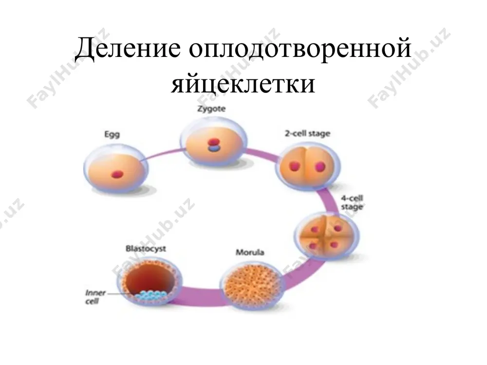 sphincter of the gallbladder: the stagnation of bile, a tendency to cholestasis tug'ruq, tugruk davrlari, ogriksizlantirish lektor: professor babadjanova g.s. tugruk davrlari. i davri – bachadon buynining ochilish davri. ii davri – xomilaning tugilish davri. iii davri – yuldosh tushish davri. tug'ruq- bu murakkab biologik jarayon bo'lib, 22 va undan yuqori haftada homilani bachadondan chiqarish jarayonidir muddatdan oldin tug'ruq – 22-36 xaf muddatdagi tug'ruq - 37-42 xaf chuzilgan tug'ruq – bolee 42 xaf tug'ruq jarayoning teoriyalari mexanik nervno-reflektor gormonal allergik immunologik dardni boshqarish bosh miyani pustlogi gipofiz: oksitotsin-oksitotsinaza orqa miya simpatik nerv sistemasi bachadon innervatsiyasi (alfa-retseptorlar) ichaklar: atsetilxolin-xolinesteraza buyrak usti bezi: kortizol,adrenalin, noradrenalin homila-yo'ldosh: estrogenlar/ progesteron bachadon tug'ruq darakchilari-bu tug'ruqdan 2-4 xafta oldin keladigan simptomlar tana og'irlik markazini oldinga, elka va boshning orqaga o'zgarishi bachadon tubini pastga tushishi suv xajmining kamayishi bachadon bo'ynidan shilliqli probkaninig (tikkin) ajralishi bachadon tonusining oshishi bachadon qo'zgaluvchanligining oshishi regulyar bo'lmagan dard, qorin pasti va bel …