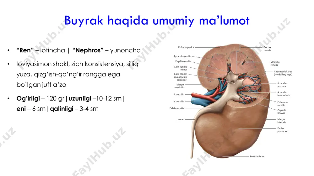 da qand miqdori ortib ketganda kuzatiladi; - qandli diabetda kuzatiladi; b) buyrakka bog’liq bo’lgan; - qonda glukoza miqdoridan qat’iy nazar kuzatiladi; - turli buyrak kasalliklarida kuzatiladi; 3. na ionlari va suv reabsorbsiyasining buzilishi: a) na ionlari va suv reabsorbsiyasi ortishi: - aldesteron miqdori ortishida kuzatiladi; - kaliy ionlari siydik bilan ko’p miqdorda chiqib ketishi natijasida gipokaliyemiya kuzatiladi; - o’tkir buyrak yetishmovchiligida kuzatiladi b) na ionlari va suv reaborbsiyasi kamayishi: quyidagi holatlarda kuzatiladi: - aldesteron miqdori kamayishida; - adg miqdori kamayib ketishida (qandsiz diabet kelib chiqadi) - ayrim diuretik dori vositalari ta’sirida; - siydik tarkibida yuqori osmotik bosimli moddalar ko’payganda( m; glukoza, mochevina) - nefron kanalchalarida kuzatiladigan o’zgarishlarda; (ayrim buyrak kasalliklarida) iii. kanalchalar sekretsiyasi buzilishi nefronning distal naychalari va yig’uvchi naychalarida qon plazmasidagi ayrim moddalarni siydik tarkibiga chiqarish jarayoni amalga oshadi. bu jarayon sekretsiya deb ataladi. sekretsiya buzilishiga misollar: 1. naychalar atsidozi: - ammoniogenez va atsidogenez jarayonlari susayishi va h ionlarini …