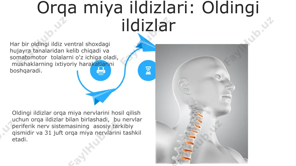 i. orqa miya shikastlanishlarining 80% dan ortig'i avtohalokatlar natijasida ro'y beradi, bu esa jarohatlarning og'irligi va turiga qarab turli darajadagi nogironlikka olib kelishi mumkin. orqa miya kasalliklari orqa miya: umumiy tavsif orqa miya kanalida joylashgan boʻlib, undan 31 juft orqa miya nervlari chiqadi, ular tananing harakatlarini va sezuvchanligini ta'minlaydi. segmentlarning har biri o'ziga xos funktsiyalarni bajaradi. orqa miya 33 ta umurtqadan iborat boʻlib, ularning 7 tasi boʻyin, 12 tasi koʻkrak, 5 tasi bel, 5 tasi dumgʻaza va 4 tasi quyruq umurtqalaridan tashkil topgan. orqa miya 33 ta umurtqadan iborat boʻlib, ularning 7 tasi boʻyin, 12 tasi koʻkrak, 5 tasi bel, 5 tasi dumgʻaza va 4 tasi quyruq umurtqalaridan tashkil topgan. orqa miya nervlarining funksiyalari orqa miya nervlarining oldingi ildizlari motor funksiyasini, orqa ildizlari esa sensor funksiyasini amalga oshiradi, shu bilan refleks yoyi va ixtiyoriy harakatlarni boshqaradi. orqa miya nervlari orqali o'tuvchi impulslarning tezligi 60-120 m/s gacha yetishi mumkin, bu esa …