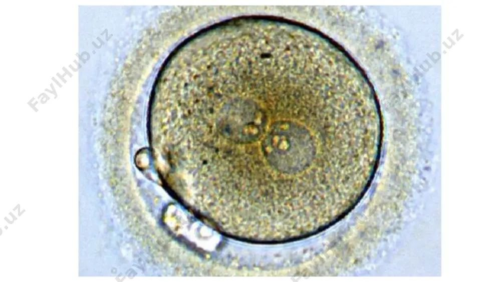 r xil (monozigotik) egizaklarning paydo bo‘lishi. tuproq hasharotlari (parazitar arilar) va tatlar: bitta tuxumdan yuzlab lichinkalar rivojlanishi mumkin. 2. sun’iy poliembroniya – laboratoriya sharoitida embrionlarni bo‘lish yo‘li bilan ko‘paytirish. bu usul hayvonchilik va tibbiyotda klonlash maqsadida ishlatiladi. poliembroniya organizmlarning sonini ko‘paytirishda muhim biologik jarayon hisoblanadi va tabiatda muayyan turlar uchun moslashuv mexanizmi sifatida xizmat qiladi.