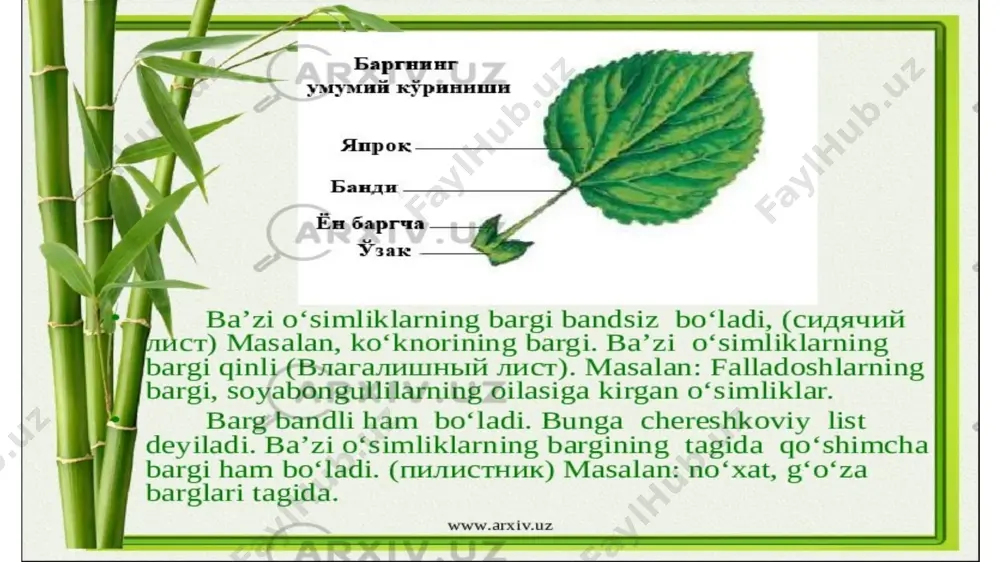bargning tuzilishi, o'simliklarning barg sathini va so'rish kuchini aniqlash - Page 2
