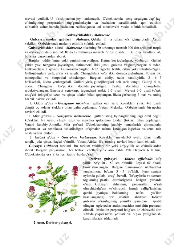 'p yillik o't o'simliklardir. gullari sariq yoki oq. ildizlari ba’zilarida yo'g'onlashib ildizmcvaga aylanadi. mevasi qo'zoq, uzun tumshuqchali. bu turkumning o'rta osiyoda 5 ta yovvoyi turi, o'zbekistonda 5 ta (madaniylari bilan ) turi tarqalgan. bulardan eng muhimi bosh karam turidir (brassica olcraccae var. capitata). ikki yillik o't. gullari yirik, qo'zog'i qisqa va yo'g'on. birinchi yili katta boshcha hosil qiladi. bu karam ovqat uchun ishlatiladi. boshcha ichida qisqargan etli poya bo'ladi. bu boshcha ikkinchi yili ckilsa, undan bo'yi 100-150 sm poya chiqadi. poyaning yuqori qismida to'pgul (shingil) hosil bo'ladi. gullari sariq, mevasi ko'p urug'li qo'zoq. qatron (crambe) turkumi. turkum 20 turdan iborat. ular yevropa va o'rtayer dengizi atroflarida keng tarqalgan. gullari oq yoki sariq, mevasi 2 bo'g'imli. o'rta osiyoda 5 turi, o'zbekistonda 4 turi o'sadi. qatron (crambe kotschiana) - ildizi yo'g'on, etli, bo'yi 50- 150 sm oralig'idagi, gullari oq, ko'p yillik o't o'simlik.cho'ldan tog'larning o'rta qismigacha bo'lgan mayda chag'ir toshli, shag'alli tuproqlarda, …