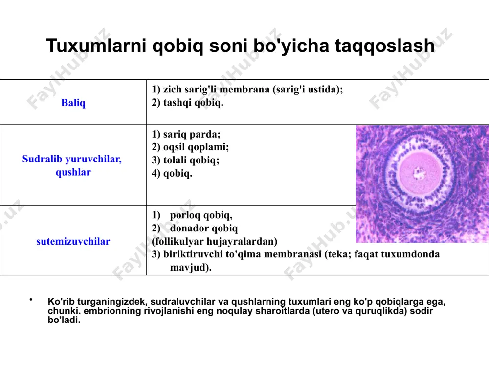 har bir somitda 3 qismni ajratish mumkin bo'ladi: dermatoma (3) (ektodermaga ulashgan) - dermisning rudimenti ( terining ichki qatlami), miotom (4) (o'rta qism) - chiziqli mushaklarning rudimenti, sklerotom (5) (akkordga ulashgan) - umurtqa pog'onasi va skeletning boshqa qismlari rudimenti embrionning o'qi bo'ylab - ektoderma tomonidan hosil bo'lgan nerv truba (1) organlarning eksenel rudimentlarini hosil qilish mezoderma hosilalari quyidagi mezoderma hosilalari: nefrogonotomalar (6) yoki segmentar pedikulalar ham segmentlarga bo'linadi , ammo embrionning pastki yarmida segmentlanmagan nefrogen shnur qoladi . siydik va reproduktiv tizimlarning boshlanishi hisoblanadi. organlarning eksenel rudimentlarini hosil qilish mezoderma hosilalari splanxnotomlar (7) mezodermaning segmentlanmagan qismidir har bir splanchnot 2 bargga bo'lingan: parietal barg (7, a ), ektodermaga ulashgan, va endodermaga tutashgan visseral qatlam (7, b) . ushbu varaqlarning ikkalasi ham koelomni qoplaydigan mezoteliyni hosil qiladi. visseral qatlam - miokard va epikardning rudimenti organlarning eksenel rudimentlarini hosil qilish mezoderma hosilalari mezenxima (9) - mezodermaning turli qismlaridan chiqib ketadigan harakatlanuvchi jarayon …
