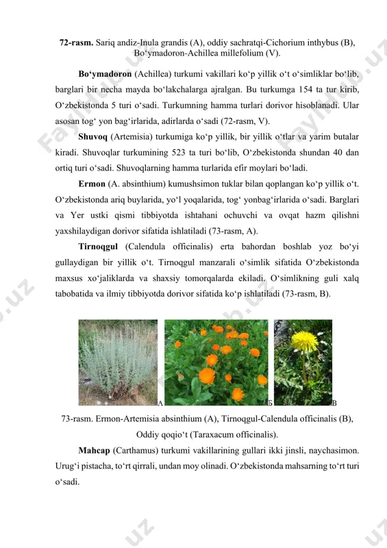‘q ildizli, hamma qismida sut-shira saqlovchi o‘simliklar kiradi. bu turkumning o‘zbekistonda 26 ta turi o‘sadi. oddiy qoqio‘t (taraxacum officinalis) ning barglari ildiz bo‘g‘izida joylashgan, ko‘p yillik o‘t. u aholi yashaydigan joylarda, yo‘llarning chetlarida, bog‘larda, bedapoyalarda va ariq bo‘ylarida o‘sadi. mahalliy aholi uni tuzli suvda yuvib ovqatga ishlatadi. shuningdek undan dorivor o‘simlik sifatida ham foydalaniladi (73-rasm, v). kungaboqar (helianthus) turkumiga bir yillik va ko‘p yillik o‘tlar va ba’zi tugunakli o‘tlar kiradi. kungaboqarning yer sharida 79 ta turi bo‘lib, o‘zbekistonda ikki turi o‘stiriladi. kungaboqarning gullari yirik savatchalarda o‘rnashgan. savatchaning markazidagi gullari ikki jinsli, naychasimon, savatchaning chetidagi gullari soxta tilsimon tuzilishga ega. mevasi pista, undan moy olinadi.urug‘laridagi moyning miqdori 35 - 46 % oralig‘ida bo‘ladi (74-rasm,a). bo‘tako‘z (centaurea) turkumi vakillari ko‘p yillik va bir yillik o‘tlardir. savatchasining chetidagi gullari voronkasimon, o‘rtadagilari ikki jinsli va naychasimon bo‘ladi. gulo‘rni yassi, dag‘al tukli. gullari pushti, havo rang, sariq. o‘rama bargchalari bir - birini o‘ragan, uchi tikanga …