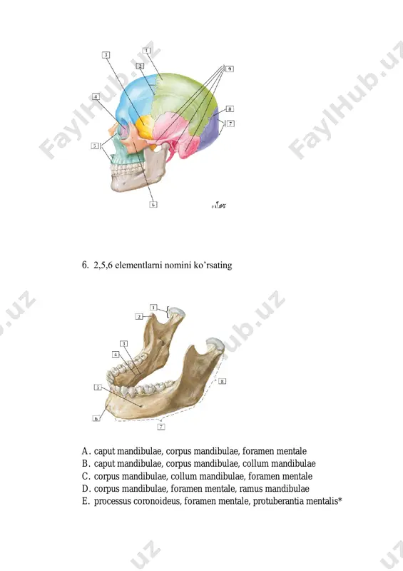 ysi nerv ko`rsatilgan? a. r.marginalis mandibulae b. r.buccalis c. r.colli d. r.zygomaticus* e. r.temporalis 84.5 raqami bilan qaysi nerv ko`rsatilgan? a. r.marginalis mandibulae b. r.buccalis* c. r.colli d. r.zygomaticus e. r.temporalis 83.4 raqami bilan qaysi nerv ko`rsatilgan? a. lens b. cornea* c. iris d. corpus ciliare e. sclera 86.1 raqami bilan qaysi anatomik element ko`rsatilgan? a. r.marginalis mandibulae b. r.buccalis c. r.colli d. r.zygomaticus e. r.temporalis* 87.2 raqami bilan qaysi anatomik element ko`rsatilgan? a. lens* b. cornea c. iris d. corpus ciliare e. sclera 88.3 raqami bilan qaysi anatomik element ko`rsatilgan? a. lens b. cornea c. iris* d. corpus ciliare e. sclera 89.4 raqami bilan qaysi anatomik element ko`rsatilgan? a. lens b. cornea c. iris d. corpus ciliare* e. sclera 90.7 raqami bilan qaysi anatomik element ko`rsatilgan? 95. 8 raqami bilan qaysi anatomik element ko`rsatilgan? a. capsula articularis humeri b. lig.transversum scapulae superius c. tendo m.bicipitis brachii d. lig.coracoclaviculare* e. …