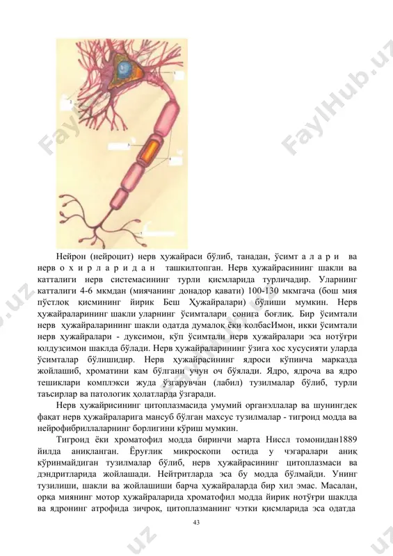 ва фаолияти бўйича турлича бўлган кўпгина ҳужайралардан иборат. нейроглия - таянч (марказий ва пэрэфэрик нерв системасининг стромасини ташкил этади), чэгараловчи чэгараловчи глиал пардалар ҳосил қилиб нерв элэмэнтлари атрофидаги бириктирувчи тўқимадан ажратиб туради) трофик (нерв ҳужайраларидаги мода алмашинувида иштирок этади), ҳимоя ва секретор вазифани ўтайди. нейроглия нерв охирларининг тузилишида иштирок этиб, нерв импулъсини ҳоcил бўлишда ва уни ўтказишда ҳамда нерв толаларнинг дегенерация ва рэгенэрацияси иштирок этади. ҳамма нейроглия элэмэнтлари икки генэтик турга – макроглия ва микроглия бўлинади7. нерв ҳужайраси ўсимталарининг бошқа нейронлар ёки нерв бўлмаган тузилмалар билан ҳосил қилган махсус бирикмаларига синапслар (юион сйнапсис - бирикиш, қўшилиш) деб аталади. икки нерв ҳужайраларининг ўзаро бирикиши организмдаги синапсларнинг асосий қисмини ташкил қилиб, уларни нейронлараро синапслар деб аталади. агар нерв ҳужайраси ўсимталари нерв бўлмаган тузилмаларда (рэтсэптор ҳужайраларда, мушак толаларида, безларда ва бошқа бир қатор тўқималарда) тугаса, бу синапслар нейроэффектор ва нейрорецептор синапслар ёки нерв охирлари деб юритилади. нерв найи марказий нерв тизимининг куртаги бўлиб, …