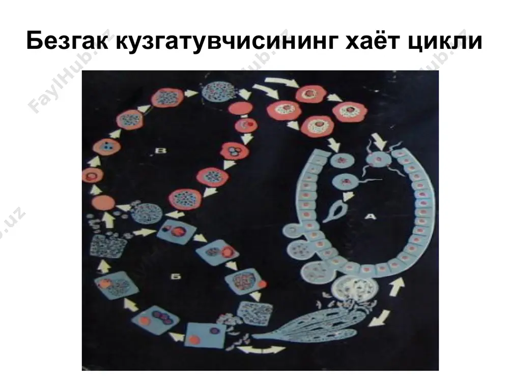 ида бўлсада руҳияти жуда эзилган (прострация), лоқайд баъзан кома ҳолатида ётади. беморнинг чеҳраси истиробли, кўзлари чуқур ботган, атрофи кўкарган, қарашлари фарқсиз – facies hiрросratica. териси совуқ, совуқ ёпишқоқ тер билан қопланган, лаблари, қўл ва оёқ бармоқлари учи кўкарган. тери таранглиги пасайган. тана ҳарорати 35ос ва ундан кам. нафас олиши тезлашган, юзаки. томир уриши ожиз, тезлашган ёки ипсимон. систолик ва диастолик босимлар пасайган (80 мм сим.устинидан паст), кўпинча диастолик босим аниқланмайди. юрак тонлари бўғиқ. жигар ва талоқ катталашган. кунгил айнаши, доимий ўқчиқ, аксарият холларда ич сувдек суюқ (худди вабодаги сингари) келиши мумкин. вақтида тегишли даво тадбирлари ўтказилмаса бемор ўткир қон томир етишмовчилигидан ўлади. ҳозирда классик безгак алгиди кам учрайди, бироқ организмнинг тез сувсизланиши ва гиповолиемия оқибатида юзага келадиган юрак-томир коллапси нисбатан кўп кузатилади. ташхиси. касалликкнинг клиник белгиларини эътиборга олган ҳолда ҳамда эпид.анамнезда олган маълумотларга, лаборатория текшириш усулларини натижаларига олган холда ташҳис кўйилади. лаборатория диагностикасида бармоқдан олинган қонни текшириш қулай ва осон …