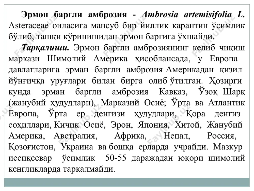 и сиқилган ва ўткирлашган, узунлиги 4-5 см келадиган ўсиб бирлашиб кетувчи ўрамалар ичида жойлашади. уруғларининг узунлиги 2-4 мм, тухумсимон ёки ноксимон, асоси уч қиррали, қовурғалари қанотли, ранги яшилсимон-кулрангдан қорамтир-жигарранггача, силлиқ ва ялтироқ, ўсиб бирлашиб кетувчи ўрамалар ичида жойлашади. буларнинг барчаси сохта мевани ташкил этади, унинг учида йирик ўсимта ва атрофида уни ўраб турувчи 5-8 майда ўсимталар кузатилади. эрман баргли амброзиянинг майсалари апрел-май ойларида униб чикади. майсалаш фазасида уруғпалла барглари қисқа эллипссимон шаклда бўлади, узунлиги 7-13 мм келади, четларида нуқтали-чизиқчали расм кузатилади, деярли бандсиз бўлади. биринчи чинбарглари патсимон бўлакли, қарама- қарши, тукланган, навбатдаги жуфт барглари эса патсимон тарқоқ. уруғпалла ости қисми калинлашган, узунлиги 10-15 мм, қорамтир-қирмизи доғли. биологик хусусияти. эрман баргли амброзия август-октябр ойларида гуллайди. мазкур карантин ўсимлик кеч кузгача ўсади. битта ўсимликда ўртача қарийб 1-25 минг донагача уруғ ҳосил бўлади. кучли ривожланган туплари ҳатто 100 минг донагача уруғ бериши мумкин (2-расм). 2-расм. эрмон баргли амброзиянинг уруғлари. янги йиғиб олинган уруғлари …