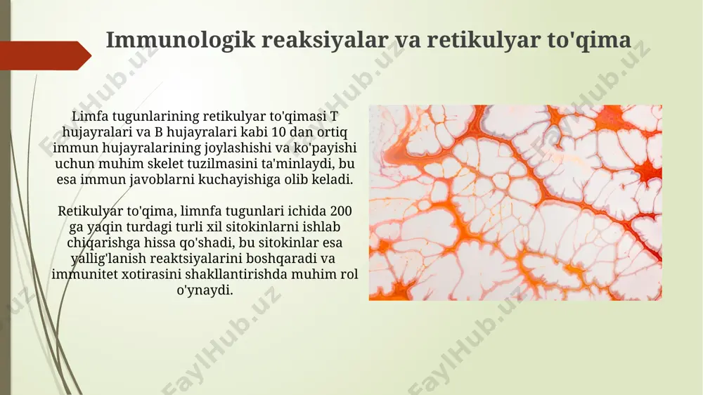 limfa tugunining retikulyar toqimasi - Page 5