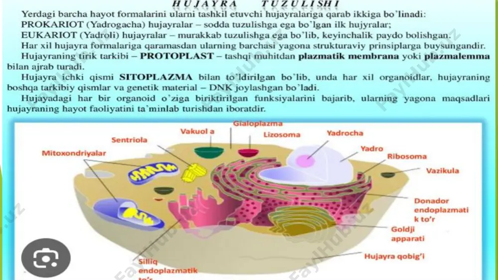 biologik membranalar haqida taqdimot - Page 4