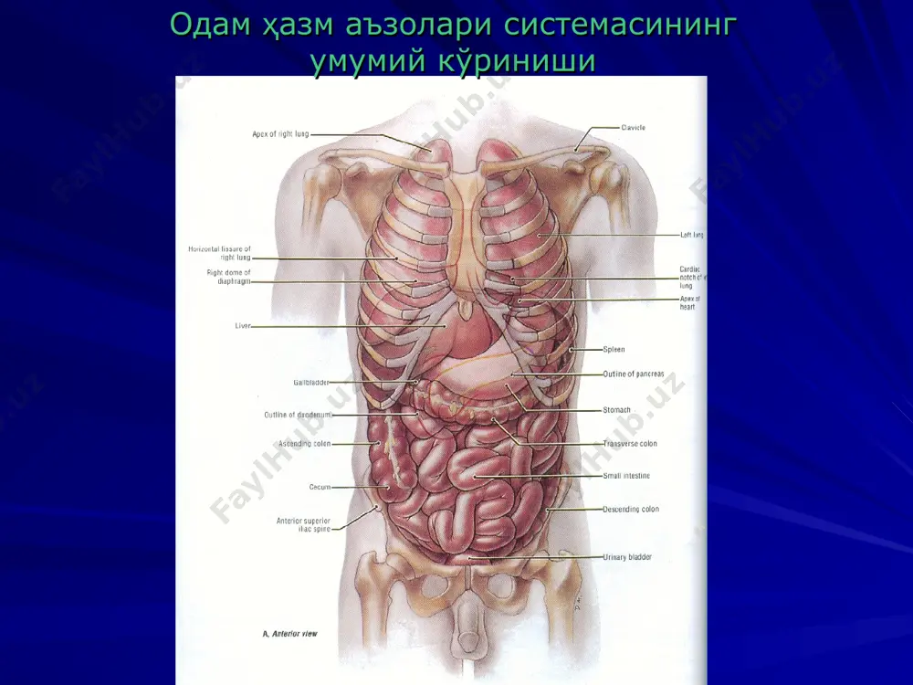 и: пепсин а гастриксин (пепсин с, меъда катепсини) пепсин в (парапепсин, желатиназа) реннин(пепсин д, химозин) меъда липазаси уреаза лизоцим кастлни ички фактори овқат меъдада препилорик сфинктер овқат луқмаси пилорик сфинктер овқат пилорик бўлимда овқатни 12 барм. ичакка ўтиши овқат 12 барм. ичакда овқатни сурилиши меъда секрециясини бошқарилиши қўзғатувчи таъсир: адашган нерв, гастрин, гистамин, секретин, холецистокинин – панкреозимин, бульонлар (гўшт, балиқ), зираворлар, аччиқ моддалар, алкоголь, ацетилхолин, энтерогастрин, оқсилларни хазм бўлиш махсулотлари. тормозловчи таъсир : симпатик нерв, серотонин, соматостатин, нейротензин, ёғлар, ширинликлар, гастрон, норадреналин одамда меъдани текшириш усуллари эндоскопия меъда ширасини биохимик анализи зонд ютиш электрогастрография эндорадиозондлаш усули рентгеноконтраст усули зондсиз усуллар оқ чизиқ кесмаси меъданинг катта эгрилиги фистулани меъдага киритилиши кисет чокини қўйилиши тери жароҳатига фистулани маҳкамланиши тери кесмаси қизилўнгачни кўндаланг кесими қизилўнгач учларини тери жароҳатига маҳкамлаш хазм тизими патофизиологияси