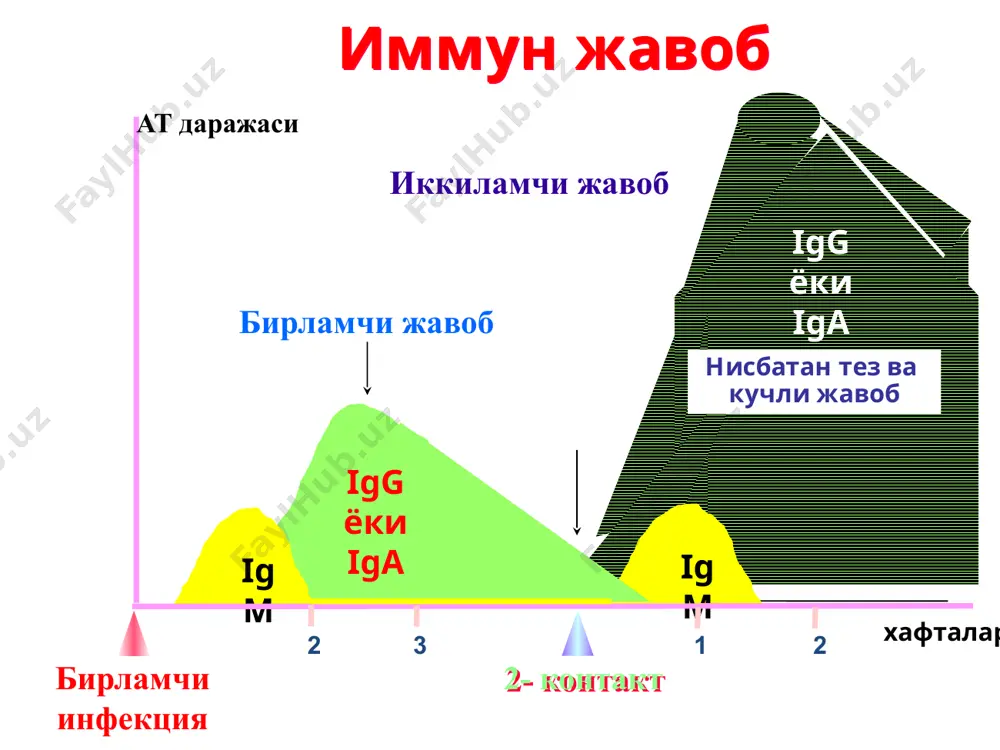 rda bo`lishi ham mumkin. anafilaksiya mahalliy anafilaksiya(atopik allergiya) turli changlar,o`simlik changlari,hayvonlar qazg`og`i kabi allergenlar tushganda rivojlanadi. eshak yemi(крапивница), angionevrotik shish,allergik rinit va boshqalar bilan namayon bo`ladi. o`ta sezuvchanlikning ii tip reaksiyalari. bu reaksiyalarda organizmning o`z to`qimalariga qarshi yo`naltirilgan antitelolari paydo bo`ladi.organizmning hususiy to`qimalari antigen vazifasini bajaradi. o`ta sezuvchanlikning ii tip reaksiyalari rivojlanish mexanizmi: ўта сезувчанликнинг ii тип реакциялари хўжайин хужайраси юзасида антителоларни антиген билан реакцияси туфайли айни шу хужайрани зарарлайди, парчалайди. антиген хусусий бўлиши мумкин, лекин иммун система қандайдир сабаб билан уни пайқамайди, бегона деб тушунади. бунда аутоиммун касаллик келиб чиқади. антиген ташқи бўлиши ҳам мумкин (мисол учун дори воситаси хужайра мембранаси оқсили билан қўшилиб гаптен бўлиши мумкин, ва шу тариқа иммун жавобни стимуллайди). komplement tobe reaksiyalar antitelo va kompliment yordamida chiqarilishi mumkin bo`lgan 2 –tip reaksiyalarning 2 mexanizmi mavjud. 1)to`g`ri lizis 2)opsonizatsiya komplement tobe reaksiyalar birinchi holatda antitelo (igm yoki igg)hujayra yuzasida antigen bilan birikadi.bunda komplement sistemasi faollashadi va …