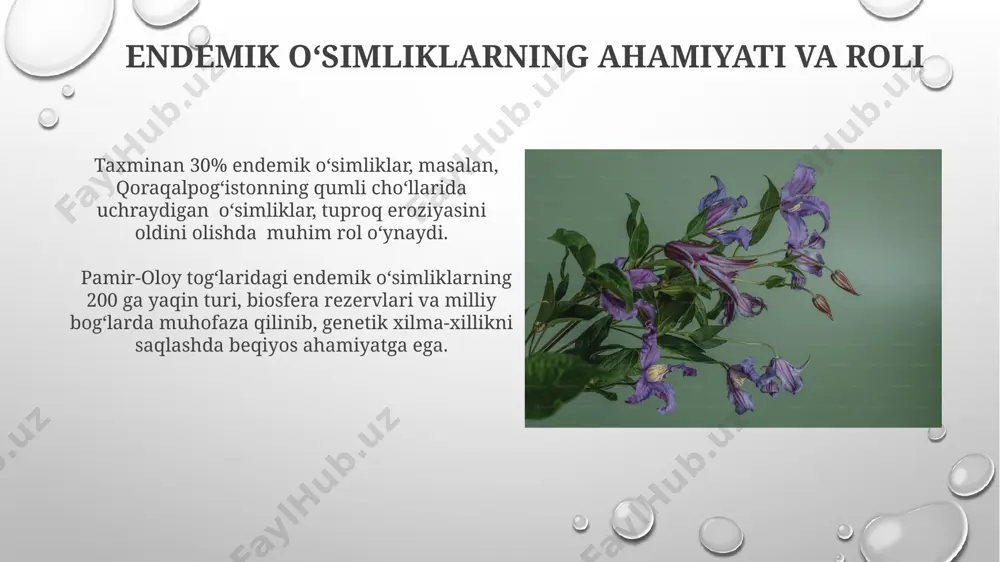 o'zbekiston florasi endemalari - Page 3