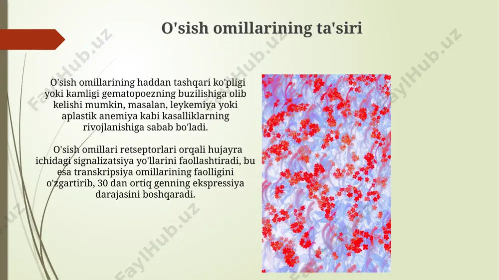 oshqaradi va immun javobini shakllantirishga hissa qoʻshadi. ba'zi sitokinlar, xususan, transformatsiya oʻsish omili-β (tgf-β), gematopoezni inhibe qiluvchi ta'sirga ega, shu bilan qon hujayralari sonini nazorat qilishda muvozanatni saqlaydi. kasalliklarning ta'siri qon kasalliklari, masalan, aplastik anemiya, suyak iligidagi hematopoezni 50% gacha kamaytirishi va qon hujayralarining jiddiy tanqisligiga olib kelishi mumkin. surunkali yallig'lanishli kasalliklar, masalan, revmatoid artrit, sitokinlarning haddan tashqari ishlab chiqarilishini keltirib chiqaradi va bu esa hematopoezni buzishi va anemiyaga olib kelishi mumkin. kemoterapiyaning ta'siri kemoterapiya ta'sirida gematopoezning bostirilishi darajasi bemorning yoshi, umumiy sog'lig'i va qo'llaniladigan dori preparatining turiga bog'liq bo'lib, individual farqlarni kuzatish mumkin. yuqori dozalarda qo'llanilgan ba'zi kemoterapiya preparatlari suyak ko'migining funksiyasini 70% gacha bostirishi mumkin, bu esa gematopoezni jiddiy buzadi va uzoq muddatli tiklanishni talab qiladi. e'tiboringiz uchun rahmat @taqdimot_robot image1.jpg image2.jpg image3.jpg image4.jpg image5.jpg image6.jpg image7.jpg image8.jpg image9.jpg image10.jpg image11.jpg image12.jpg image13.jpg image14.jpg image15.jpg image16.jpg image17.jpg
