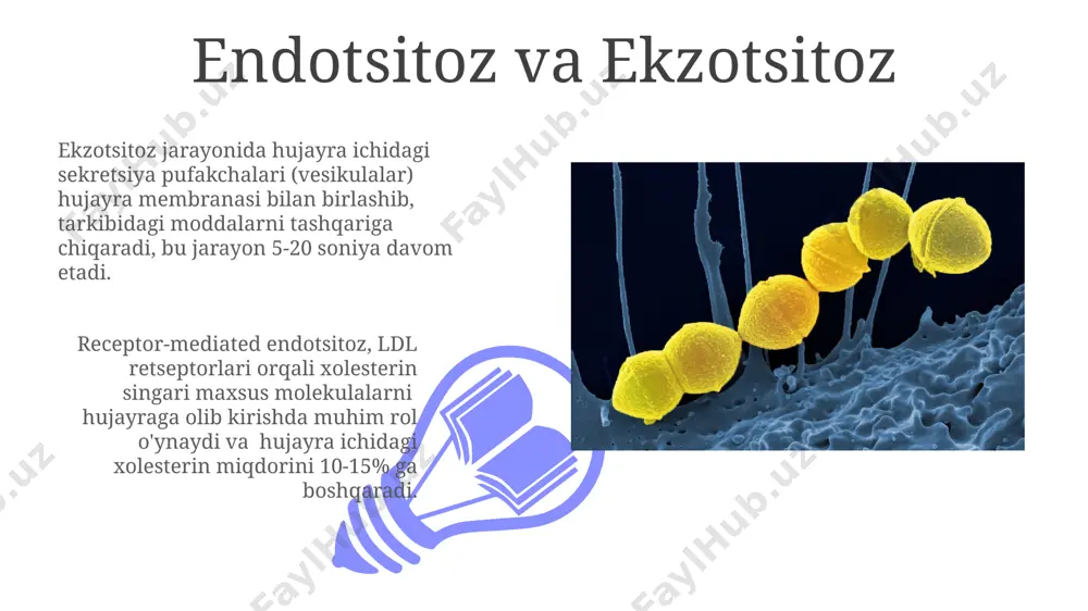 gaytiradi. membrana oqsillari va ularning funktsiyalari membrana oqsillarining 70% gacha qismi transmembrana oqsillar bo'lib, ular lipid ikki qavatli qatlamni to'liq kesib o'tadi va signal transduksiyasi kabi muhim funksiyalarni bajaradi. glikoproteinlar – membrana sirtida joylashgan va hujayra yuzasidagi o'ziga xos belgilarni, masalan, qon guruhlarini aniqlashda ishtirok etadigan glikosilatsiyalangan membrana oqsillari. ularning 20 dan ortiq turi mavjud. biologik membranalarga kirish biologik membranalar hujayra ichki muhitini tashqi muhitdan ajratib turadi va selektiv o'tkazuvchanlikka ega bo'lib, taxminan 7-10 nm qalinlikda bo'ladi. lipid ikki qavatli strukturasi membrananing asosiy tarkibiy qismini tashkil qiladi, fosfolipidlar va xolesterin kabi 20 dan ortiq turdagi lipid molekulalarini o'z ichiga oladi. membrananing suyuqlik mosaikasi modeli 01 02 membrananing suyuqlik mozaikasi modeli lipid ikki qavatidan, taxminan 5 nm qalinlikdagi, va turli xil oqsillar, shu jumladan transmembran oqsillar, periferik oqsillar va lipidlar bilan bog'langan oqsillarni o'z ichiga oladi. sales 1st qtr 2nd qtr 100 0 sales 1st qtr 2nd qtr 100 0 membrana …