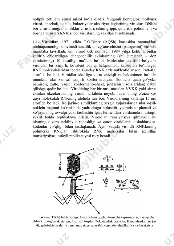 . virion shakli uning kapsidi bilan belgilanadi. kapsid nuklein kislotasi bilan birgalikda nukleokapsidni tashkil etadi. viruslarning taxminiy ro‘yhati umurtqalilar viruslarining 17 oilasini va umurtqasiz hayvonlar viruslarining 7 oilasini, bakteriyalar viruslarining 10 oilasini o‘z ichiga oladi. o‘simliklar viruslarining 20 guruxi va zamburug‘ viruslarining 5 guruhi tavsiflangan. viruslarning tasnifiy guruxlarga bo‘linishi hali tugallanmagan bo‘lib, ularni yangi turlari ochilmoqda (bunga ebola viruslari, odam immun tanqisligi-oitv virusi, notipik zotiljam virusi misol bo‘la oladi). yuqumli kontogioz mollyusk virusi, chechak, uchuq, bakteriyalar aksariyat faglarining viruslari dnksi bor viruslarning; o‘simliklar viruslari, odam grippi, quturish, poliomielit va boshqa viruslari rnk si bor viruslarning vakillari hisoblanadi. 1.1. viroidlar. 1971 yilda t.o.diner (aqsh) kartoshka tugunaklari urchuqsimonligi subvirusli kasallik qo‘zg‘atuvchisini (patogenini) birinchi marotaba tavsifladi, uni viroid deb nomladi. 1984 yilga kelib viroidlar keltirib chiqaridigan dehqonchilik ekinlarining (shu jumladan – don ekinlarining) 10 kasalligi ma’lum bo‘ldi. molekular tuzilishi bo‘yicha viroidlar bir zanjirli, kovalent yopiq, halqasimon, kapsidlari bo‘lmagan rnk molekulalaridan iborat. bunday rnklarda …
